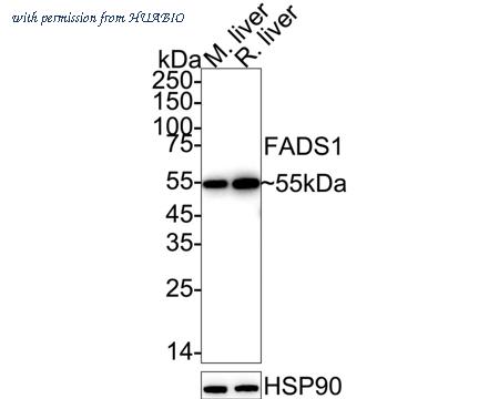 HUABIO ET7111-19 image 1