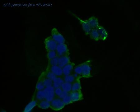 HUABIO ET7111-20 image 2