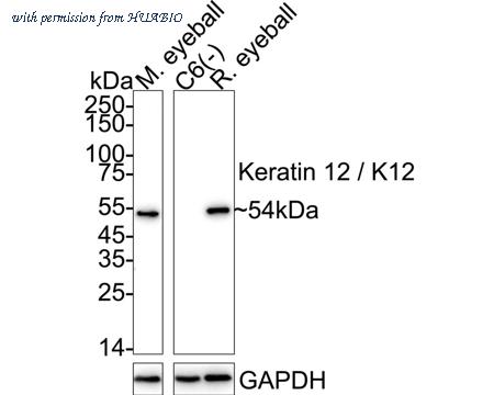 HUABIO ET7111-24 image 1