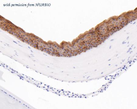 HUABIO ET7111-24 image 3