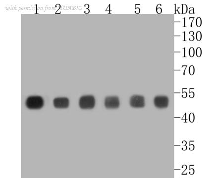 HUABIO ET7111-27 image 2