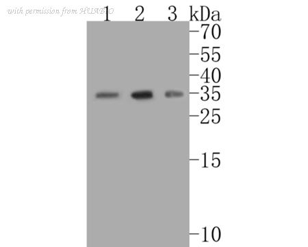 HUABIO ET7111-29 image 2