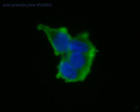 HUABIO ET7111-29 image 3