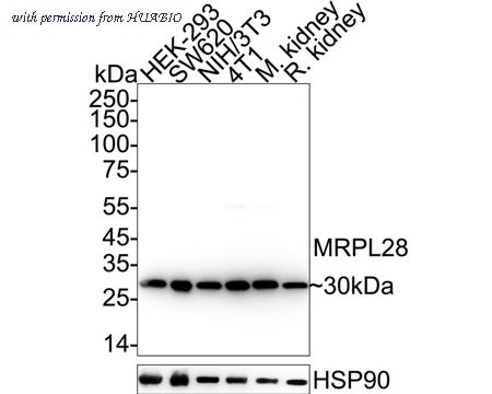 HUABIO ET7111-30 image 1