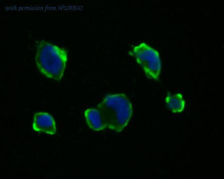 HUABIO ET7111-33 image 2