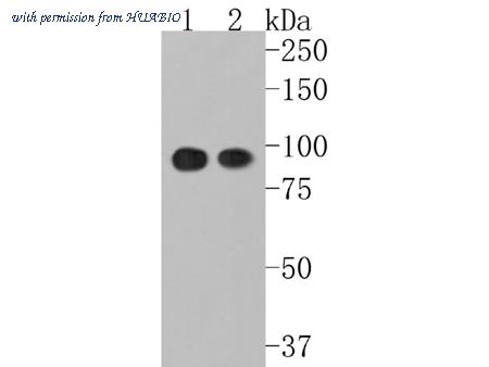HUABIO ET7111-36 image 1
