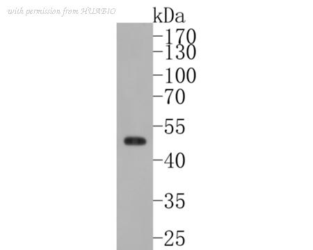 HUABIO ET7111-37 image 1