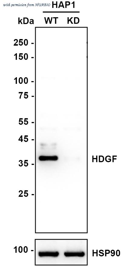HUABIO ET7111-42 image 1