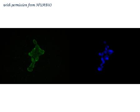 HUABIO ET7111-42 image 3