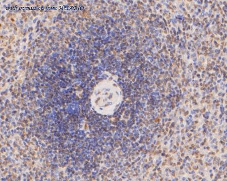 HUABIO HA500001 image 3