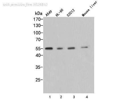 HUABIO HA500002 image 1
