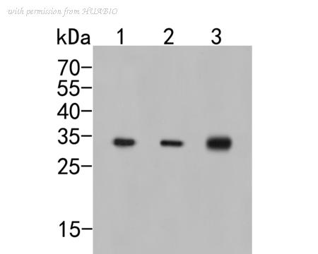 HUABIO HA500003 image 1