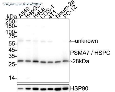 HUABIO HA500004 image 1