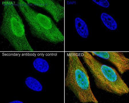 HUABIO HA500004 image 2
