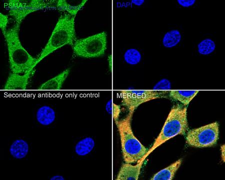 HUABIO HA500004 image 3