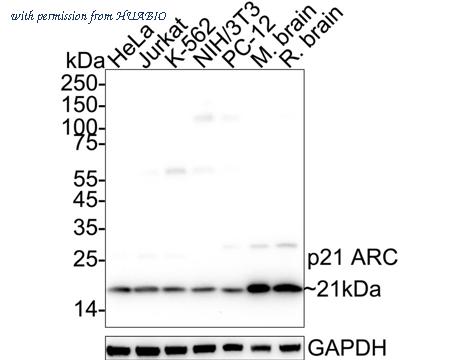 HUABIO HA500005 image 1