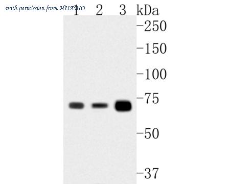 HUABIO HA500011 image 1