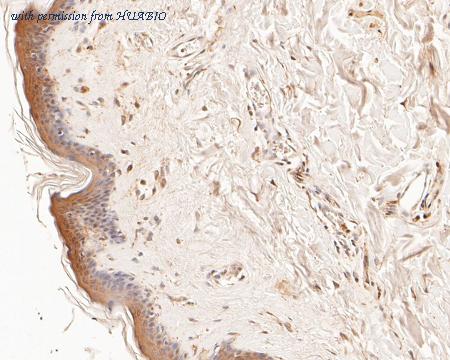 HUABIO HA500011 image 3