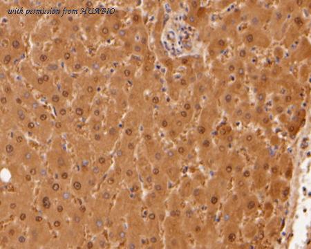 HUABIO HA500012 image 2