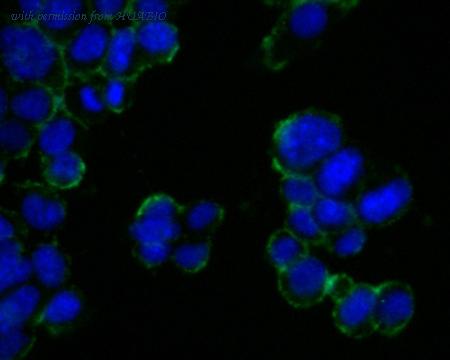 HUABIO HA500013 image 2