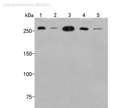 HUABIO HA500014 image 1