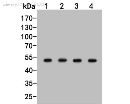 HUABIO HA500016 image 1