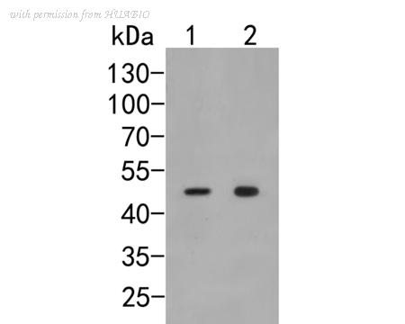 HUABIO HA500029 image 1