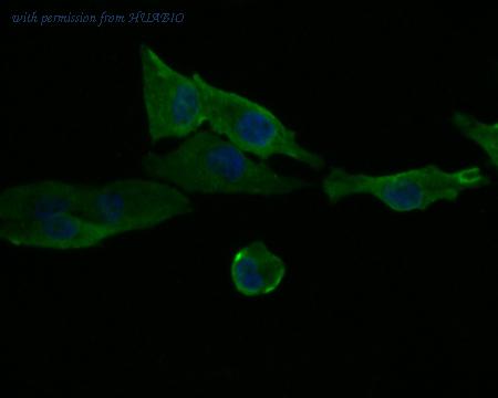 HUABIO HA500033 image 2