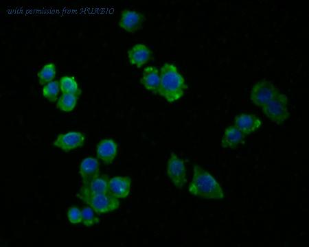 HUABIO HA500033 image 3