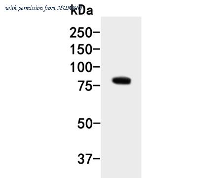 HUABIO HA500034 image 1