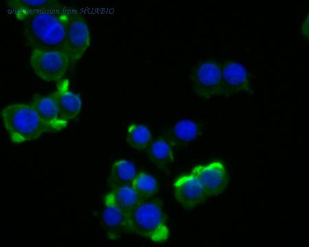 HUABIO HA500034 image 2