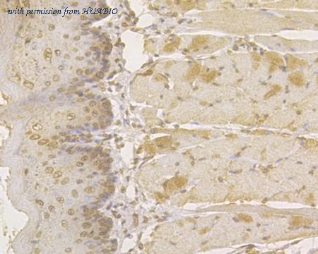 HUABIO HA500034 image 3