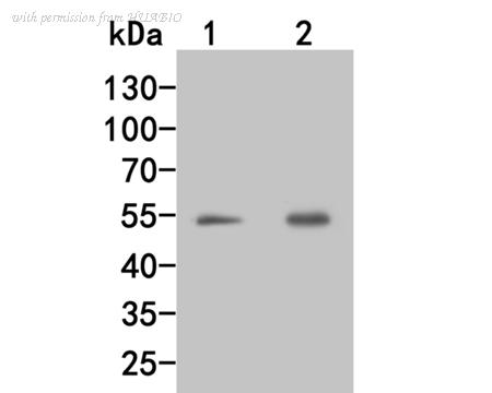 HUABIO HA500035 image 1