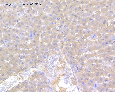 HUABIO HA500035 image 2