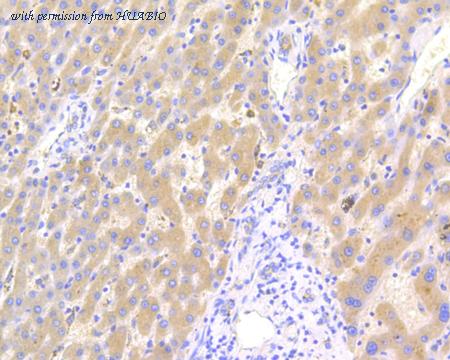 HUABIO HA500035 image 3