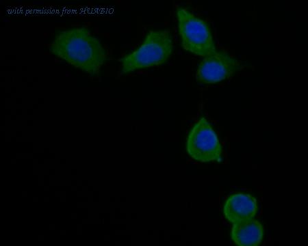 HUABIO HA500037 image 2