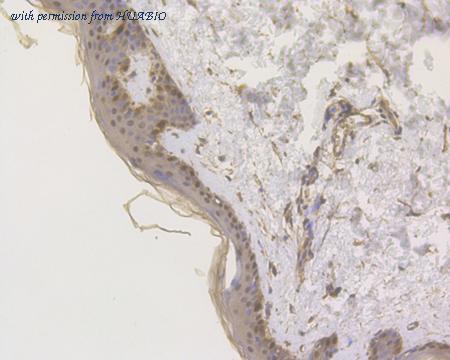 HUABIO HA500044 image 3