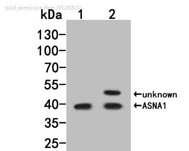 HUABIO HA500051 image 1