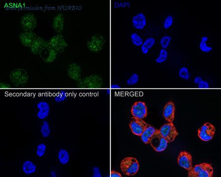 HUABIO HA500051 image 2