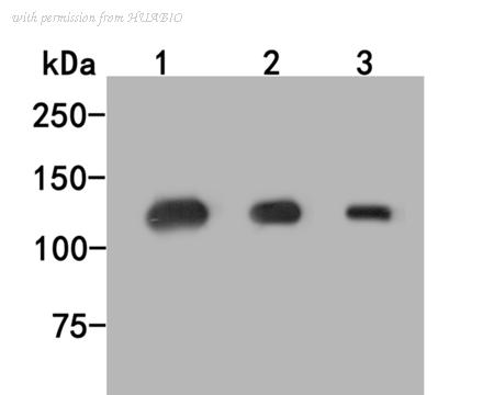 HUABIO HA500052 image 1
