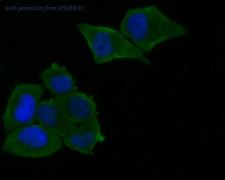 HUABIO HA500052 image 2