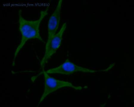 HUABIO HA500052 image 3