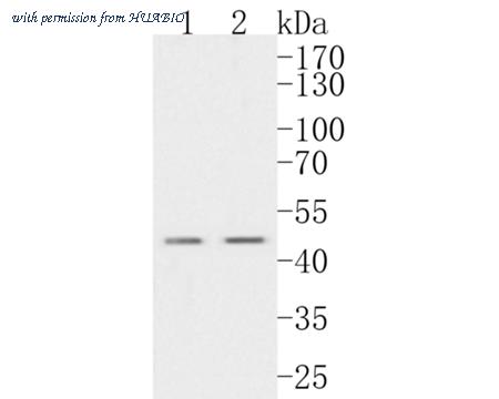 HUABIO HA500058 image 1