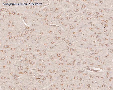 HUABIO HA500058 image 2