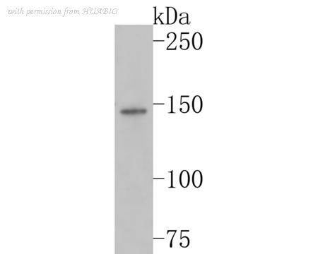 HUABIO HA500059 image 1