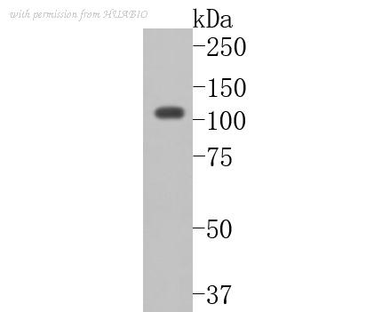HUABIO HA500059 image 2