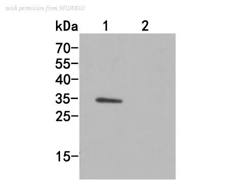 HUABIO HA500061 image 1