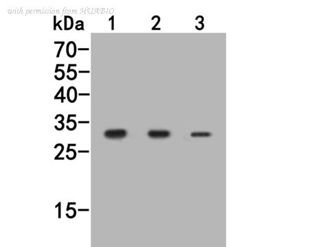 HUABIO HA500062 image 1