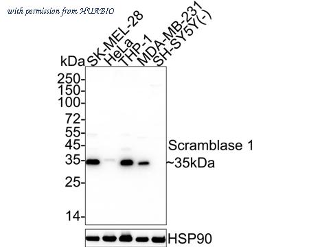 HUABIO HA500063 image 1