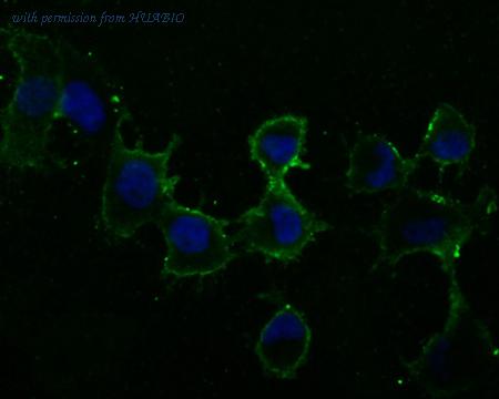 HUABIO HA500063 image 2